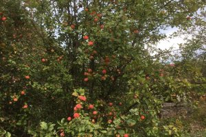 Продается дача