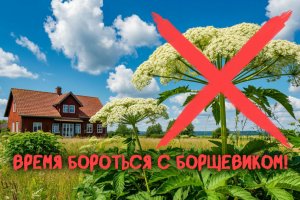 Время бороться с борщевиком!
