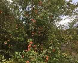 Продается дача