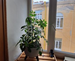 2-комн.кв., Василеостровский р-н, 8-я В.О. линия, 19, литера А