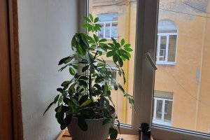 2-комн.кв., Василеостровский р-н, 8-я В.О. линия, 19, литера А